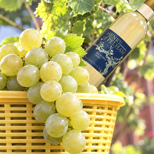 VIDAL BLANC